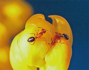 最悪、刺されたら死に至る毒をもつヒアリ